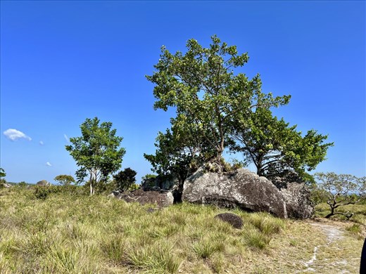 in the middle of the savannah