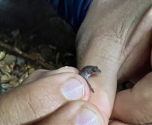 small creature in the tunnels