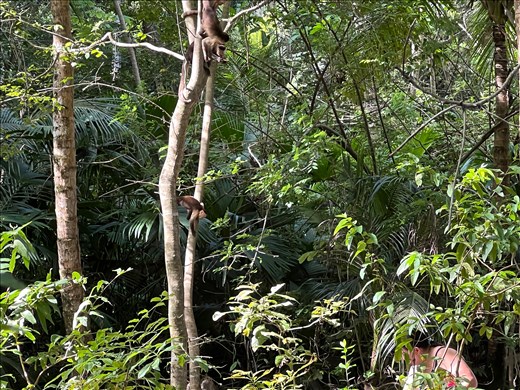 The rainforest playground
