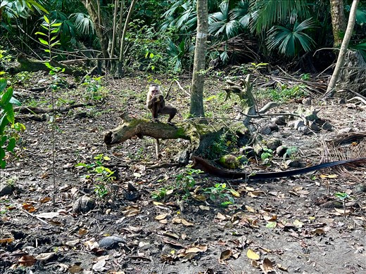 Guess who one the food - although there are signs saying not to feed the monkeys, many locals do....