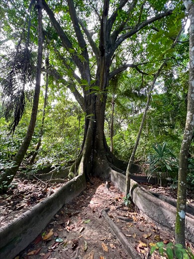 Gotta love the cieba trees