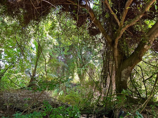 The rainforest as abstract art