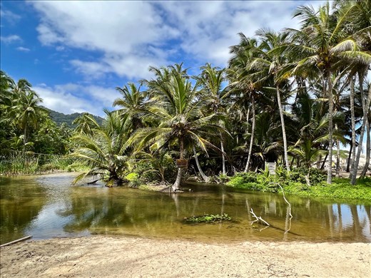 Caiman crossing in Cabo San Juan