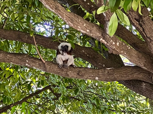 monkey in Centennial Park