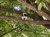 monkey in Centennial Park: by krodin, Views[210]