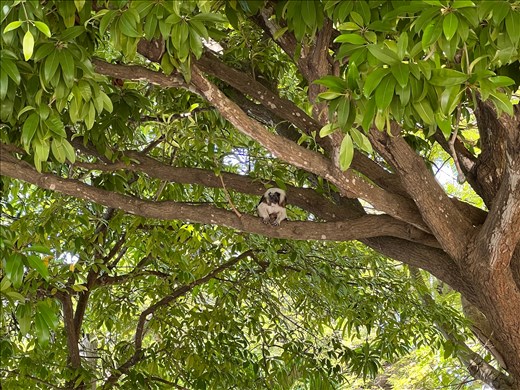 Monkey in Centennial Park