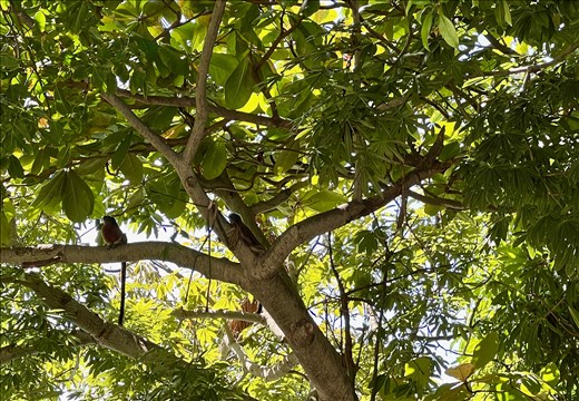 other kinds of monkeys in Centennial Park