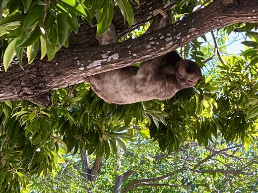 sloth in Centennial Park