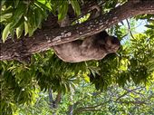 sloth in Centennial Park: by krodin, Views[148]