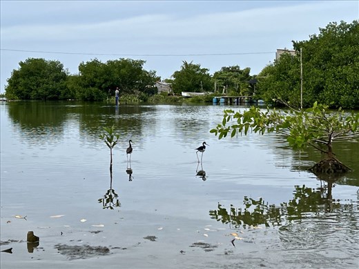 La Boquilla Mangrove Lagoon
