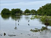 La Boquilla Mangrove Lagoon: by krodin, Views[183]