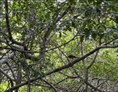 visitor in the tree: by krodin, Views[140]