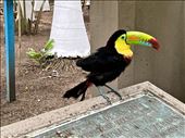 A friend greeting me for breakfast: by krodin, Views[148]