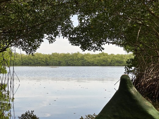 Exiting the Tunnel of Love, La Boquilla Mangroves