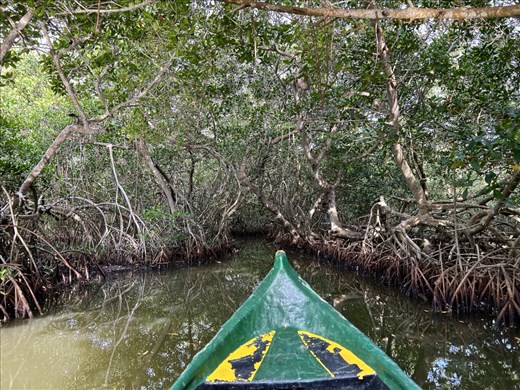 Entering Tunnel of Love, La Boquilla mangroves