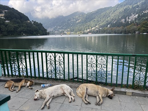 Stray dogs lounging on the short boardwalk at the opposite end of the lake from the temple