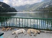 Stray dogs lounging on the short boardwalk at the opposite end of the lake from the temple: by krodin, Views[163]