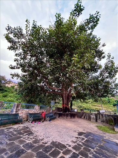 All sacred sites need sacred trees