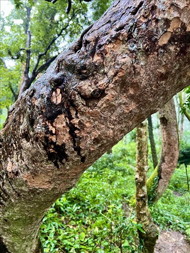Mushy bark on Rhododendron trees is used to treat heart patients