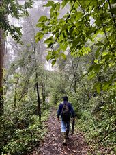 walk through the rainy forest at Chaubatia Gardens- it was very very muddy, but beautiful: by krodin, Views[192]