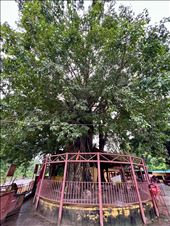 the area's sacred tree: by krodin, Views[251]