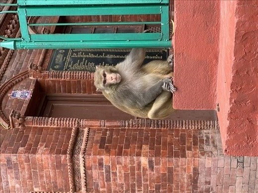 Friend by the Hanuman stature