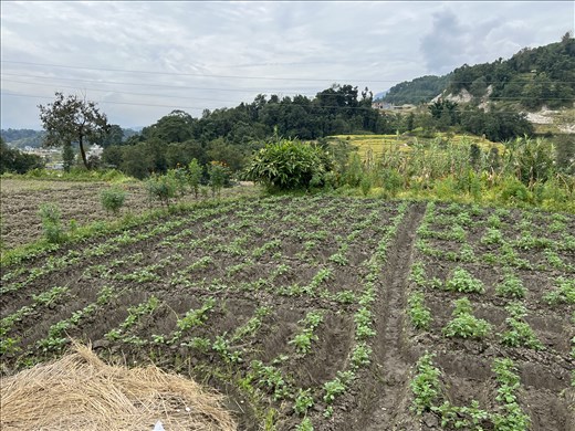 fields outside Sankhu village - note how tall the marigolds are!!!!