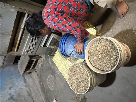 getting hulled rice from the machine ready for the next step