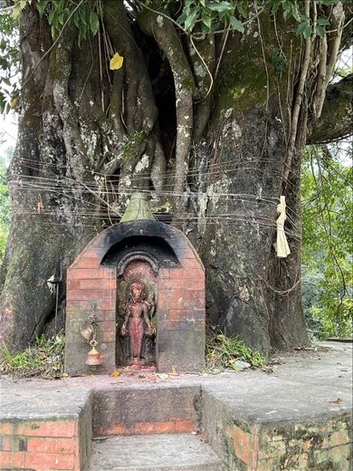 Sacred tree at Swasthani Temple 