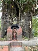 Sacred tree at Swasthani Temple : by krodin, Views[134]