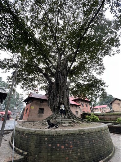 Sacred tree by main entrance to Guhyeshwari Temple, Pashupatinath Cremation Grounds Temple (this temple is for Hindus only)