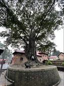 Sacred tree by main entrance to Guhyeshwari Temple, Pashupatinath Cremation Grounds Temple (this temple is for Hindus only): by krodin, Views[74]