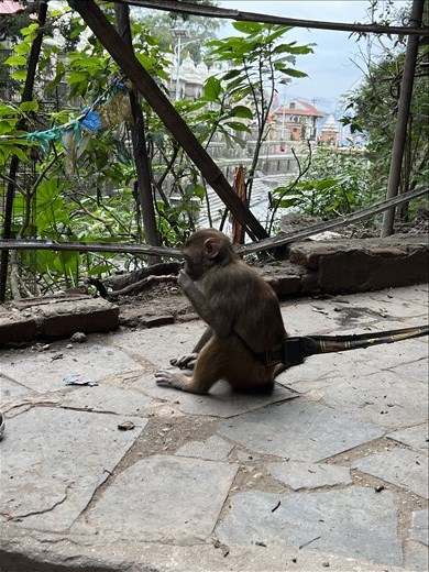 This one was held captive, but stole a guy's hat and played with it for a good 10 minutes before losing interest