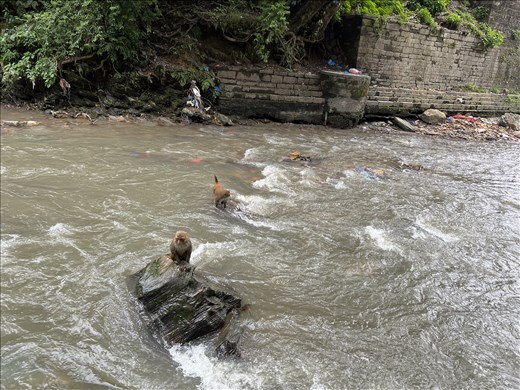 Monkeys crossing the Bagmati River