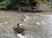 Monkeys crossing the Bagmati River: by krodin, Views[233]