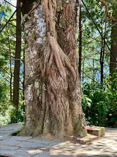 Vine creatures in the sacred tree