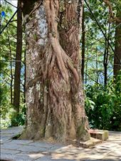 Vine creatures in the sacred tree: by krodin, Views[147]