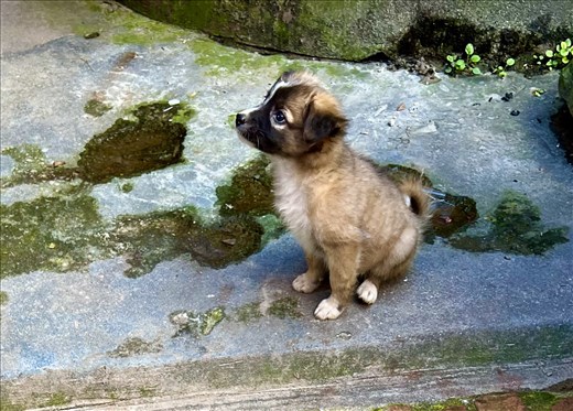 cutest little stray puppy !  Wanted to take him with me....