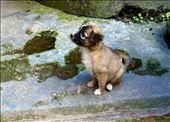 cutest little stray puppy !  Wanted to take him with me....: by krodin, Views[172]