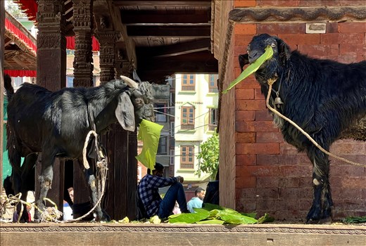 Goats being fed before the slaughter as sacrifice