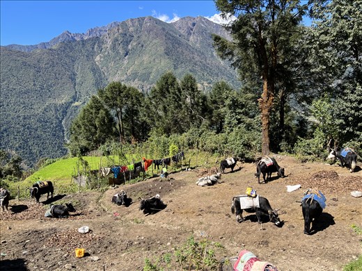 yaks at the beginning of the trail