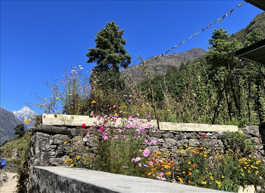 Garden flowers near Phakding