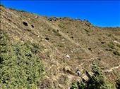 grazing yaks between Namche Bazar and Everest View Hotel: by krodin, Views[224]
