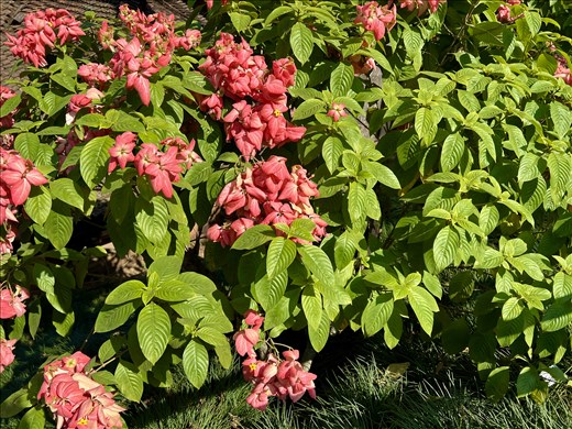 Flowers outside of cable car
