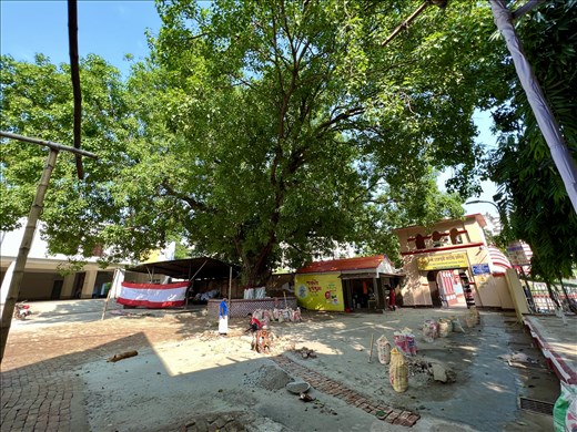 construction and Bodhi Tree by Dhakeshwari Temple