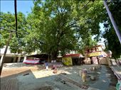 construction and Bodhi Tree by Dhakeshwari Temple: by krodin, Views[113]
