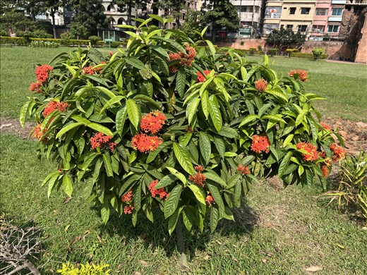 Flowers at Fort Lalabag