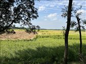 rice fields for miles: by krodin, Views[138]