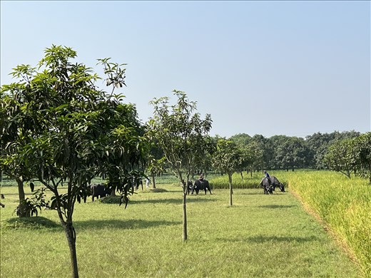 Bull riding Bangladesh style