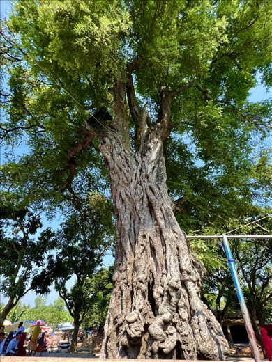 tree by Kusumba Mosque